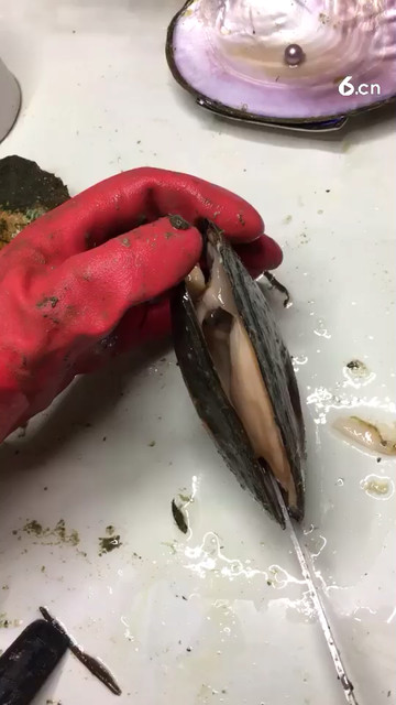 开珍珠河蚌