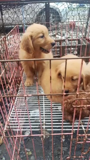 金毛犬