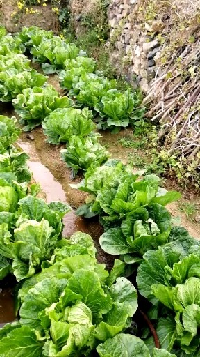 山泉水浇大白菜
