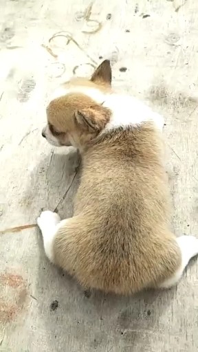 小柯基犬