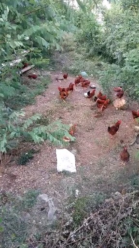 海鲜农场大丫头偷吃虾
