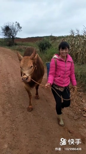 红尘情歌