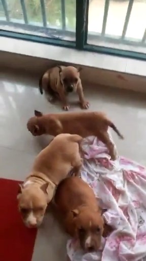 恶霸犬