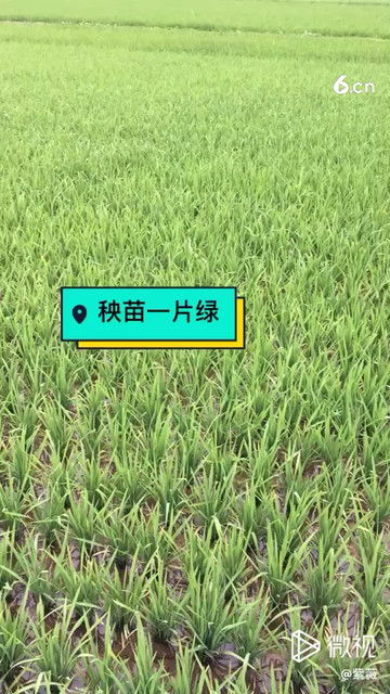 一起插秧去