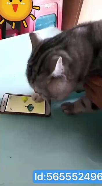 喵喵