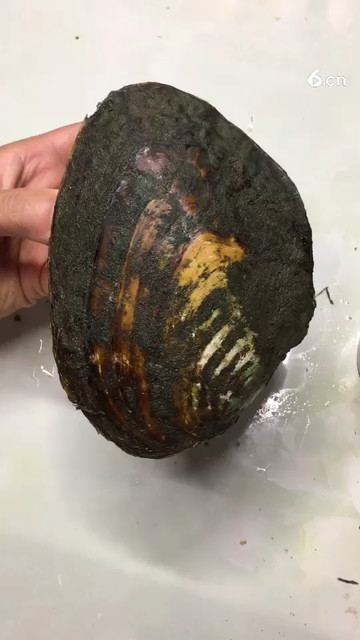 河蚌取珍珠