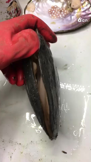 奇葩珍珠