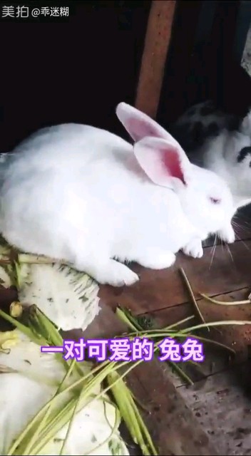 白兔子黑熊猫😄