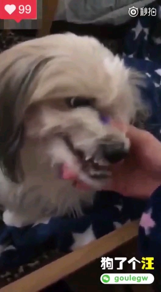 狗语十级的翻译一下