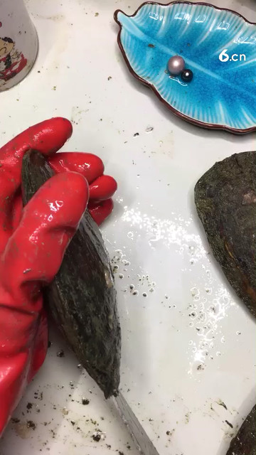 河蚌取珍珠全过程