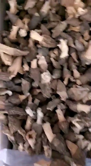 长白山羊肚菌
