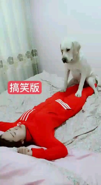 这狗*了，想要磕这娘们