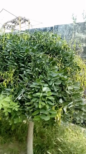 是酸豆角吗？