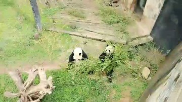 大