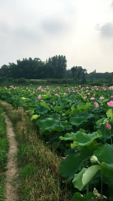 我家的荷花田