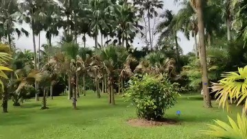 西双板纳风景不错！