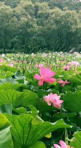 莲全身是宝.有八宝.莲房.莲子