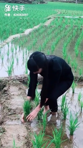 田里，水太多了