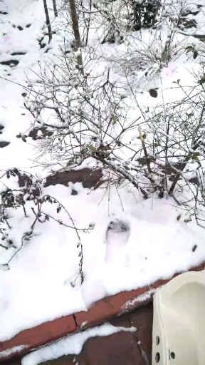 雪
