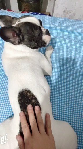 拍狗屁股