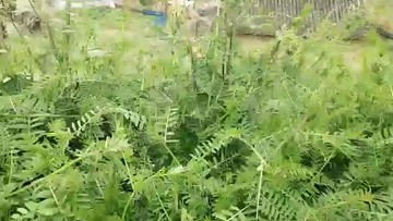 主播不知道这是什么草