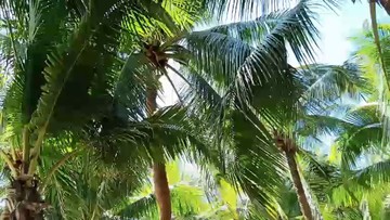 海南椰子树