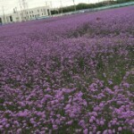 芸芸一陆海报