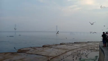 金海广场的海鸥