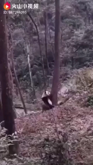 扭屁股