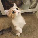 猫愣9