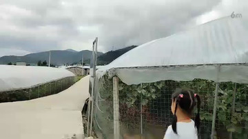 中国式的农场主
