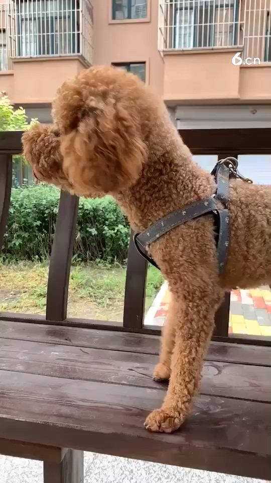 哪里有小雞??呦