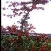 依然潇洒wl