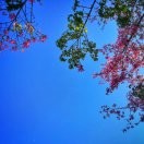 芳草zt的头像
