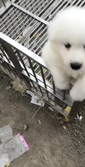 萨摩