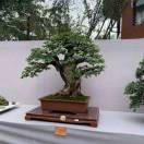 zhu明天会更好