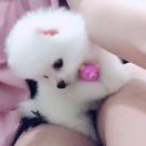 陈先生rum海报
