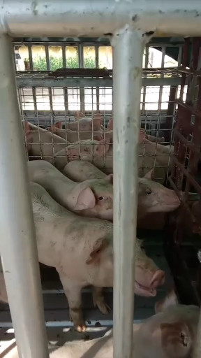 😊拉猪🐷回老家哦