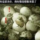 邻水扛把子