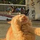 Liiw*