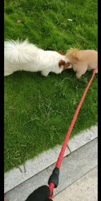 家有萌狗🐶