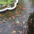 清浅流年o