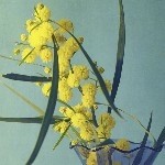 从小出生在蜜罐中