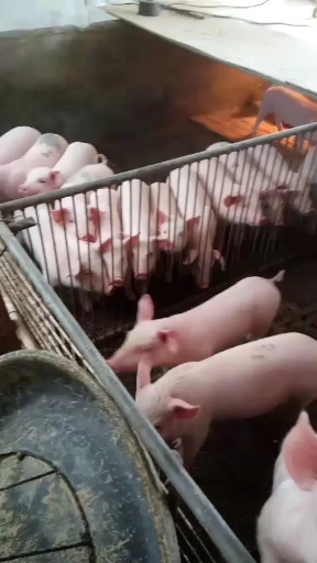 😊老家的小猪🐷