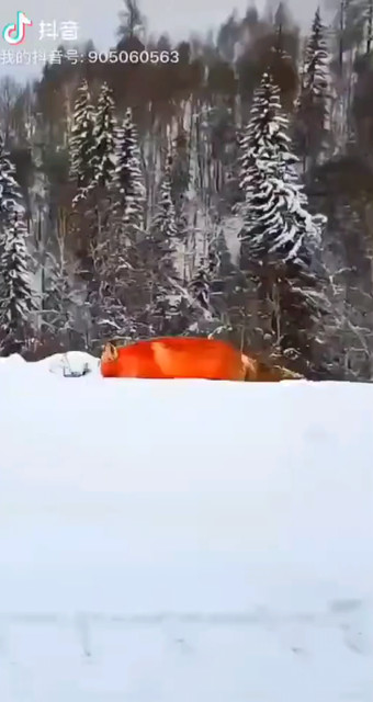 雪山飞狐