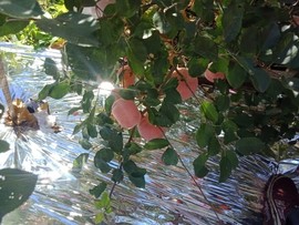 烟台栖霞苹果正上市主播照片