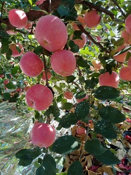 烟台栖霞苹果正上市主播照片