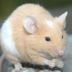 🐭🍁海报