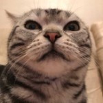 叫我老陈就好了海报
