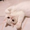 明月清风vbv